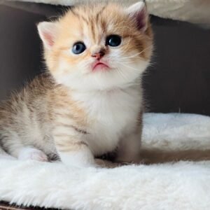 Munchkin Kittens For Sale