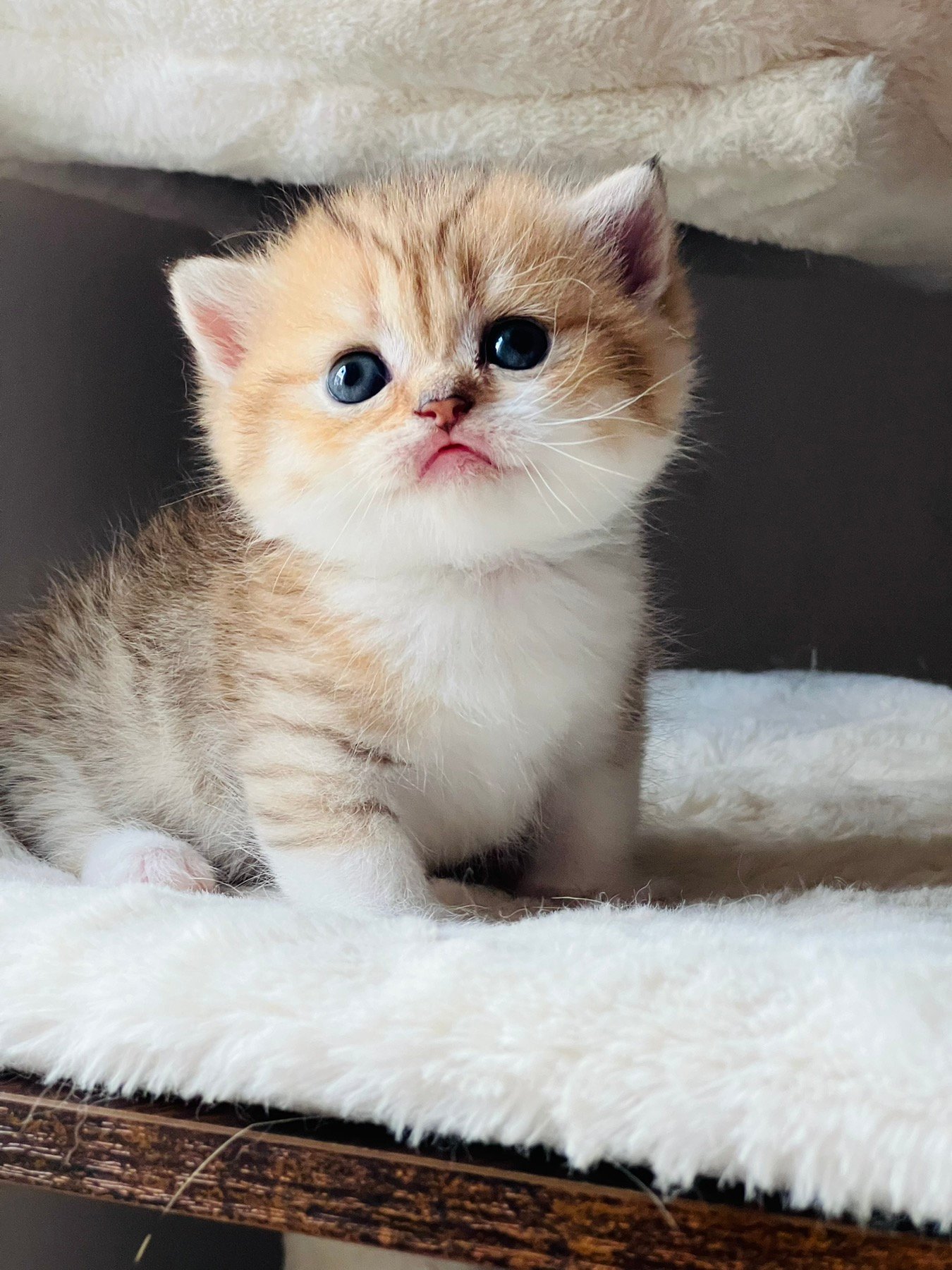 Munchkin Kittens For Sale