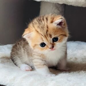 Munchkin Kittens For Sale