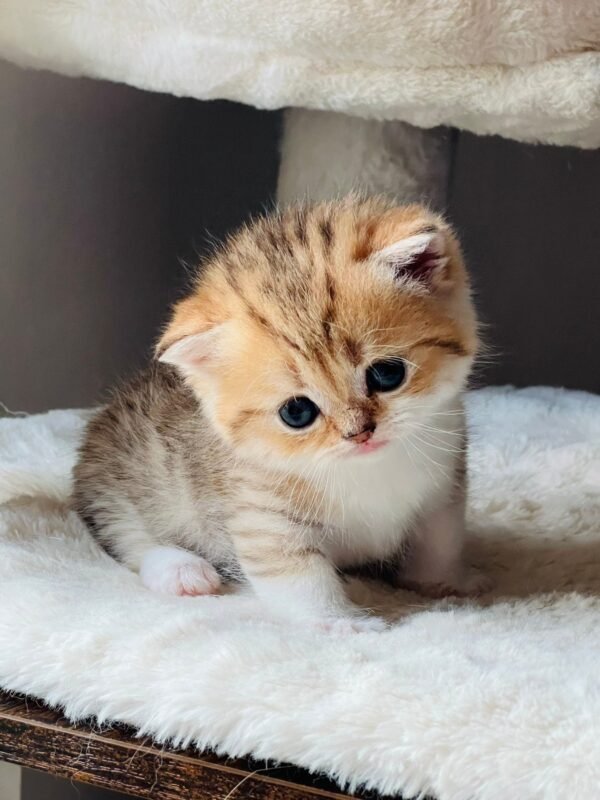 Munchkin Kittens For Sale
