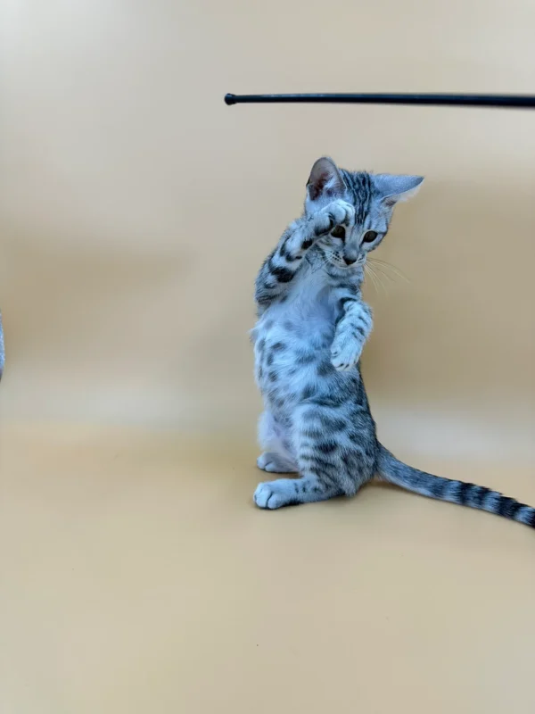 Adorable Bengal Kittens For Sale - Image 2