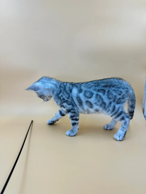 Adorable Bengal Kittens For Sale