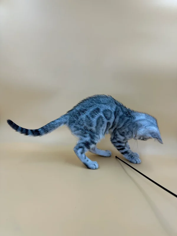 Adorable Bengal Kittens For Sale