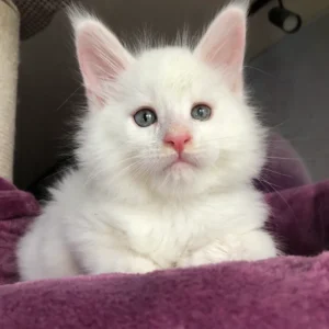 White Maine Coon Kittens For Sale