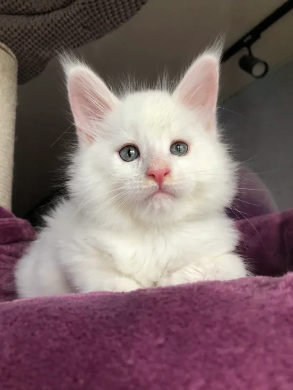 White Maine Coon Kittens For Sale