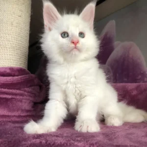 White Maine Coon Kittens For Sale