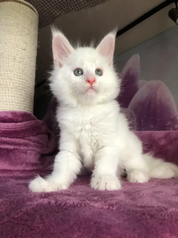 White Maine Coon Kittens For Sale
