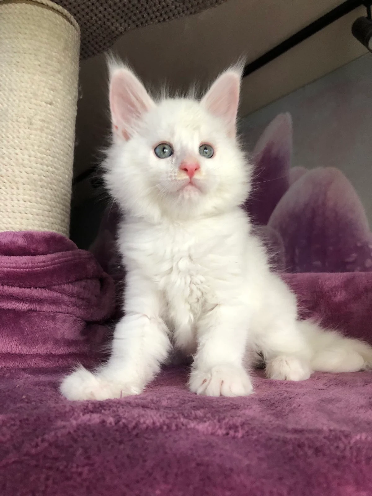 White Maine Coon Kittens For Sale