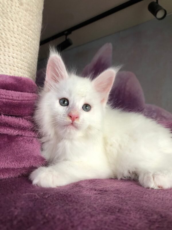 White Maine Coon Kittens For Sale - Image 3