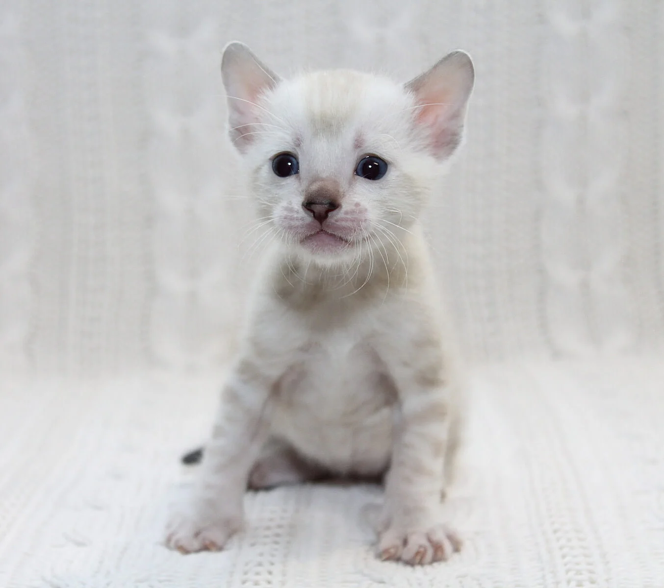 Bengal Kitten For Sale