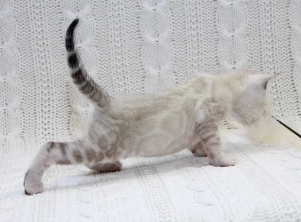 Bengal Kitten For Sale
