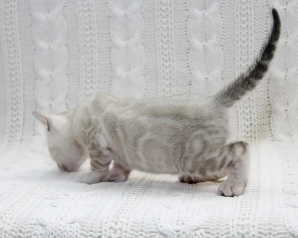 Bengal Kitten For Sale