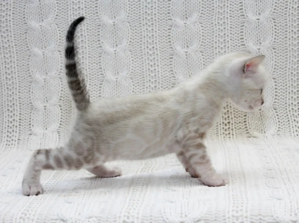 Bengal Kitten For Sale