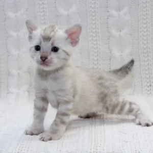 Snow Bengal Kittens For Sale