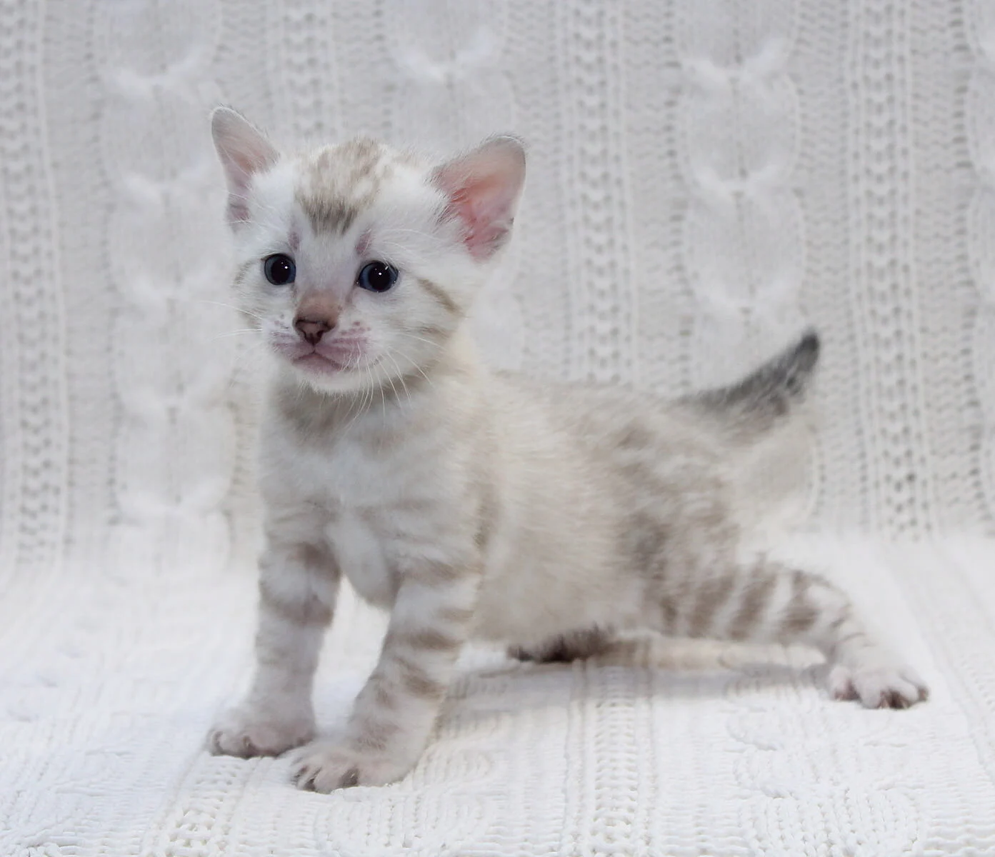 Snow Bengal Kittens For Sale