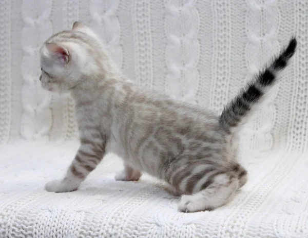Snow Bengal Kittens For Sale