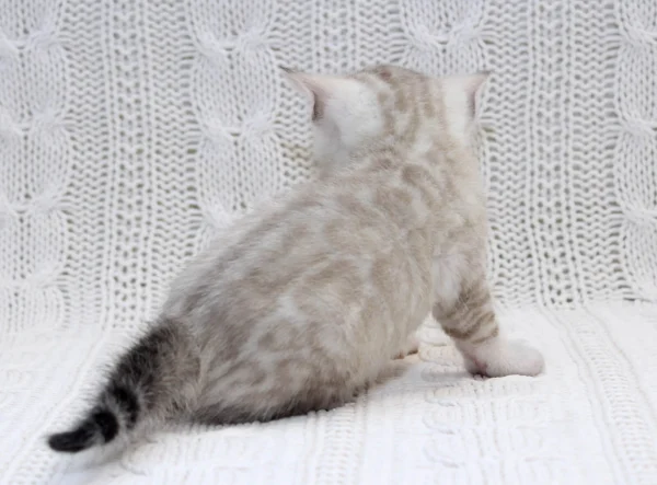 Snow Bengal Kittens For Sale - Image 3