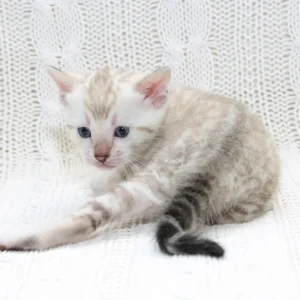 Snow Bengal Kittens For Sale