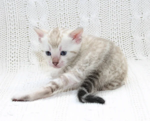Snow Bengal Kittens For Sale