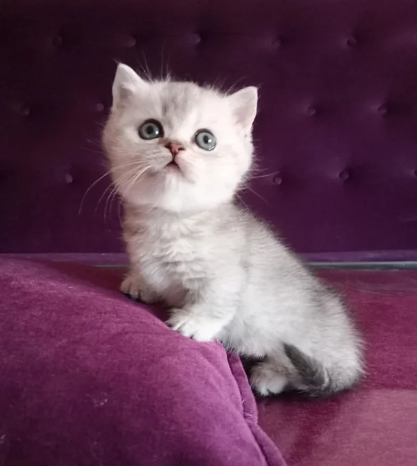 Bobby Munchkin Kitten For Adoption - Image 3