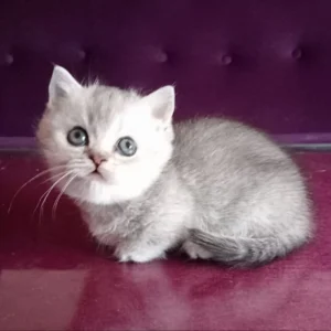 Bobby Munchkin Kitten For Adoption