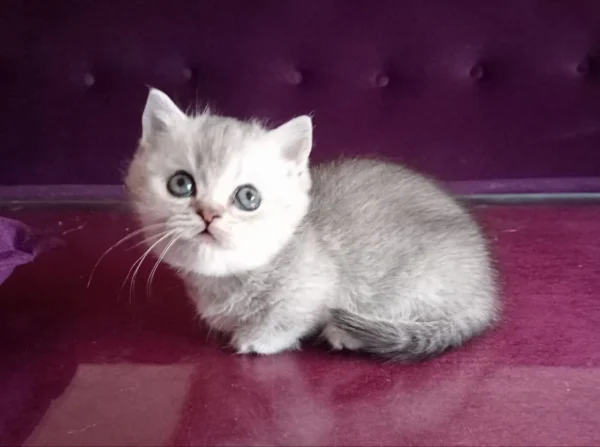 Bobby Munchkin Kitten For Adoption
