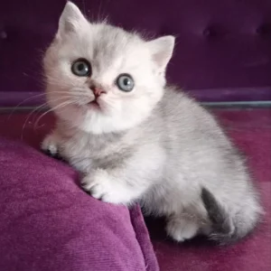 Bobby Munchkin Kitten For Adoption