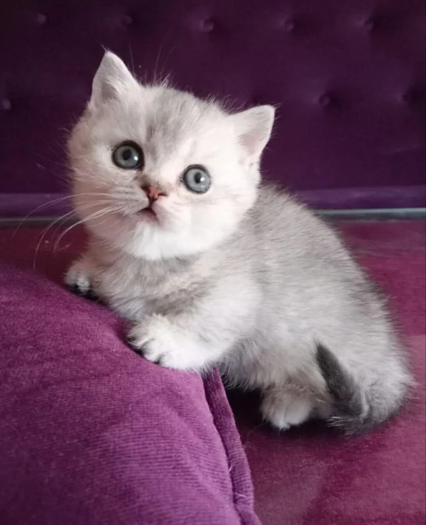 Bobby Munchkin Kitten For Adoption