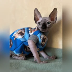 Female Sphinx kitten For Adoption