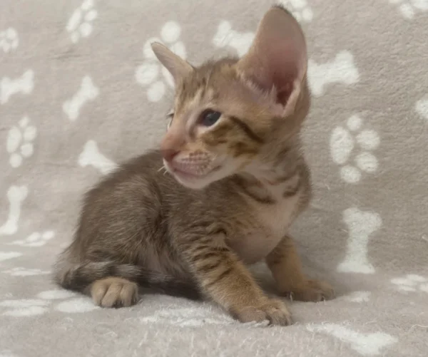 Oriental Male Kitten For Sale - Image 3