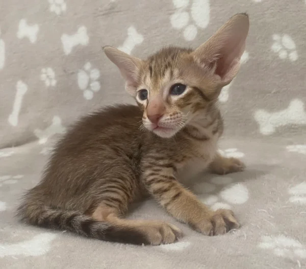 Oriental Male Kitten For Sale