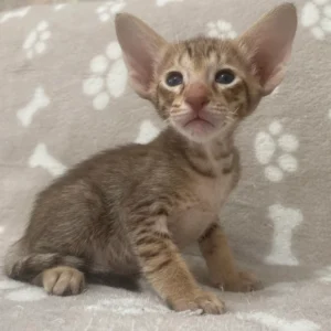 Oriental Male Kitten For Sale