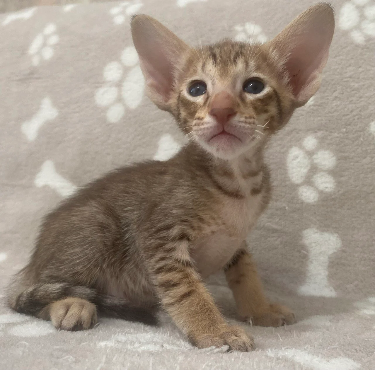 Oriental Male Kitten For Sale