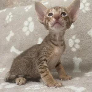 Oriental Male Kitten For Sale
