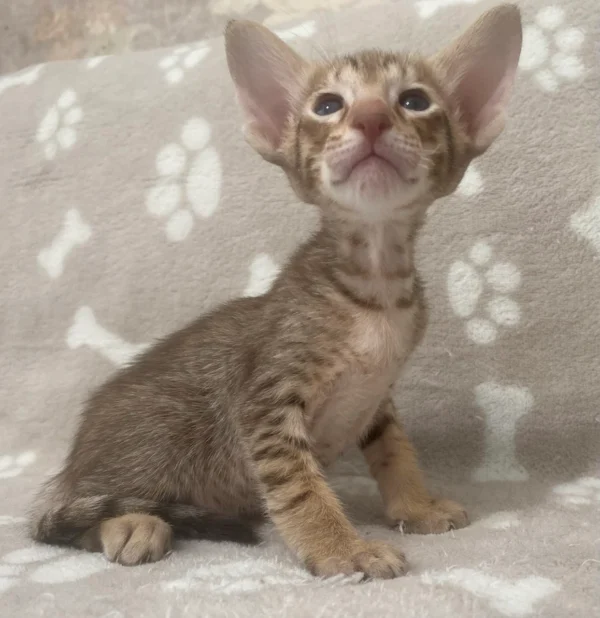 Oriental Male Kitten For Sale - Image 2