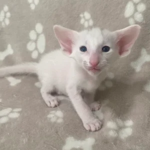 Oriental Male Kitten For Sale