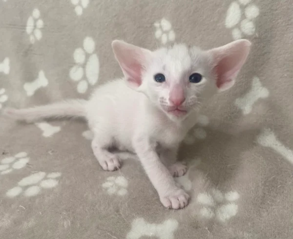 Oriental Male Kitten For Sale