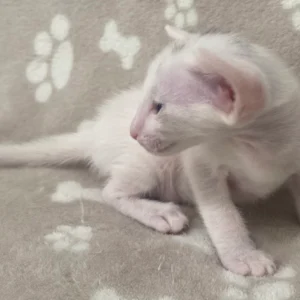 Oriental Male Kitten For Sale