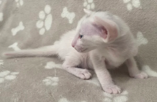 Oriental Male Kitten For Sale - Image 2
