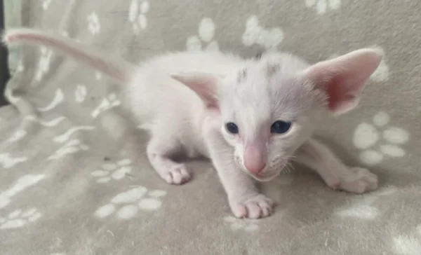 Oriental Male Kitten For Sale