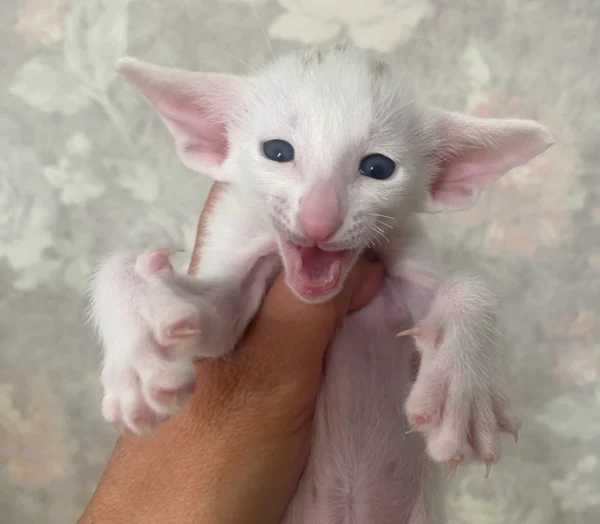 Oriental Male Kitten For Sale - Image 4