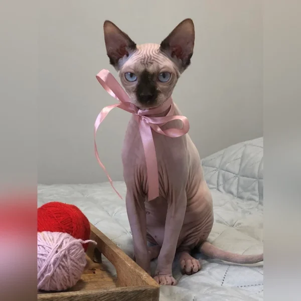 Hairless Cat For Adoption