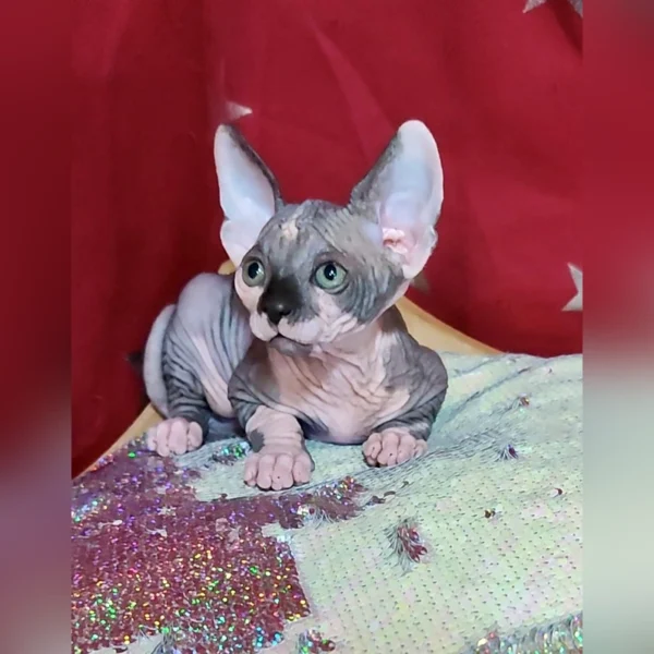 Sphynx Kittens For Sale - Image 3