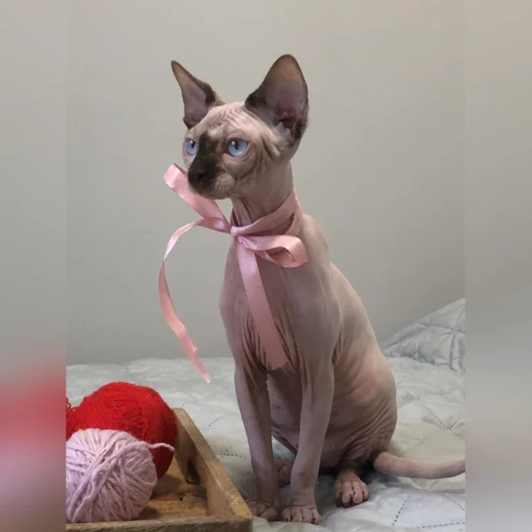 Hairless Cat For Adoption