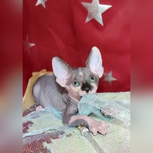 Sphynx Kittens For Sale