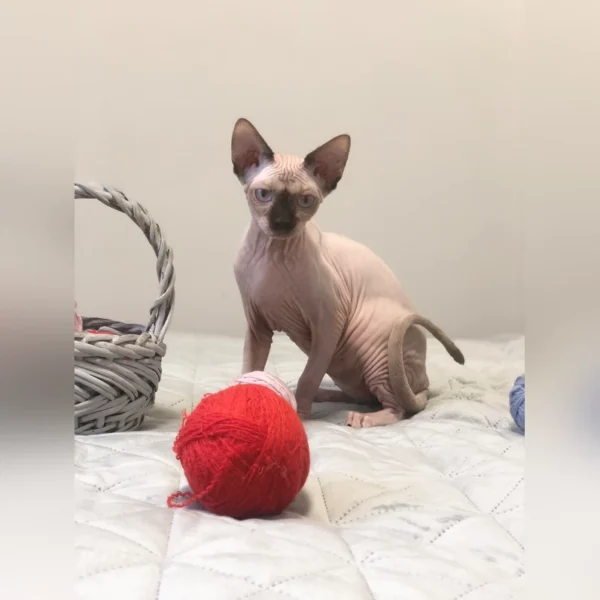 Hairless Cat For Adoption