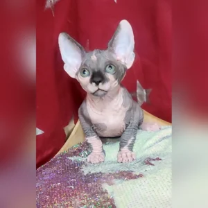 Sphynx Kittens For Sale