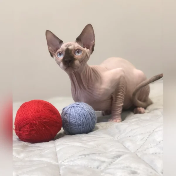 Hairless Cat For Adoption
