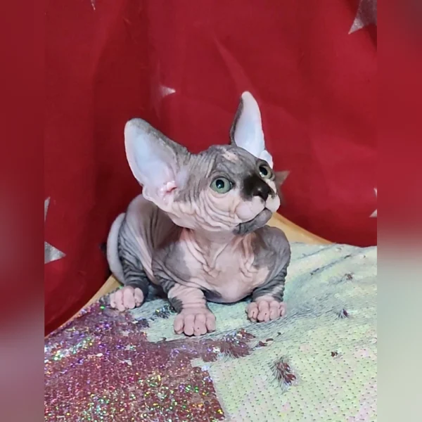 Sphynx Kittens For Sale - Image 4
