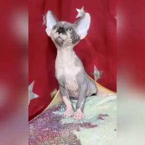 Sphynx Kittens For Sale